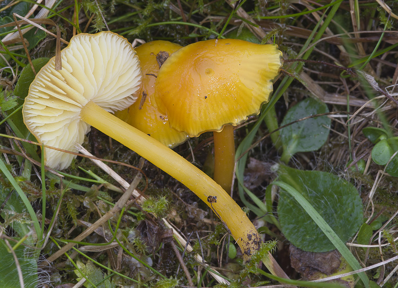 Hygrocybe chlorophana